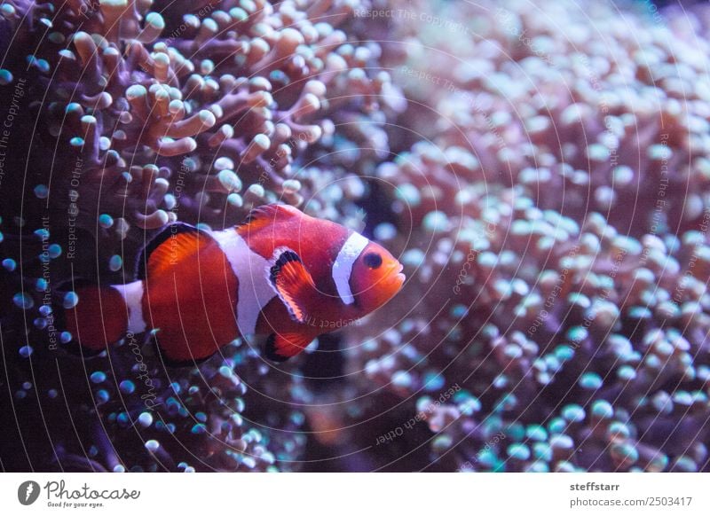 Ocellaris clownfish Amphiprion ocellaris Coral reef Animal Wild animal Fish 1 Orange White Clown fish orange fish marine fish tropical fish anemone anemonefish