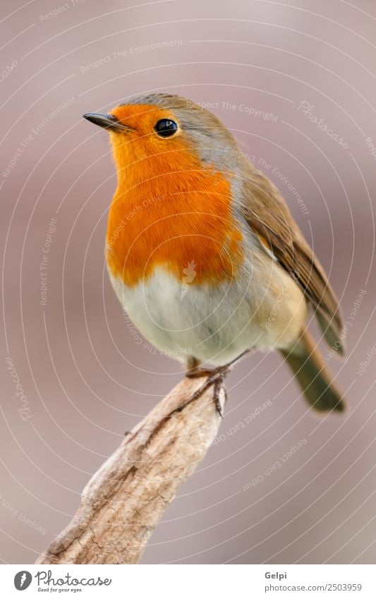 Pretty bird Beautiful Life Man Adults Environment Nature Animal Bird Wood Small Natural Wild Brown Gray White wildlife robin common perched background passerine