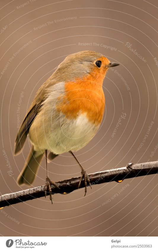 Pretty bird Beautiful Life Man Adults Environment Nature Animal Bird Small Natural Wild Brown White wildlife robin common perched background passerine
