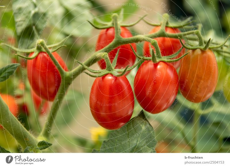date tomatoes Food Vegetable Organic produce Healthy Garden Gardening Summer Plant Bushes Agricultural crop Select Fresh Red Tomato Vine tomato Blossom Mature