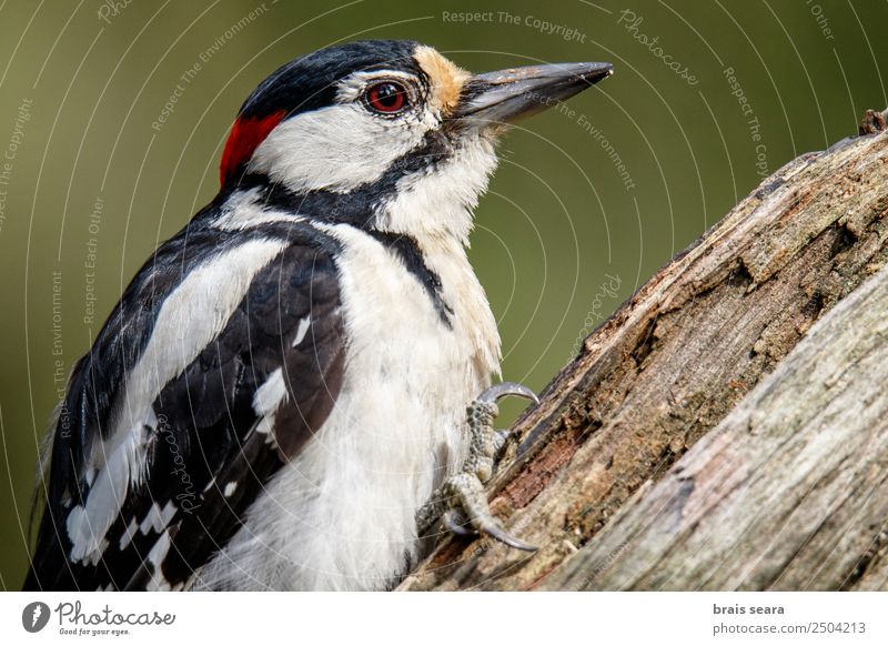 Great Spotted Woodpecker Science & Research Ornithology Environment Nature Animal Earth Forest Wild animal Bird Wing 1 Love of animals great spotted woodpecker