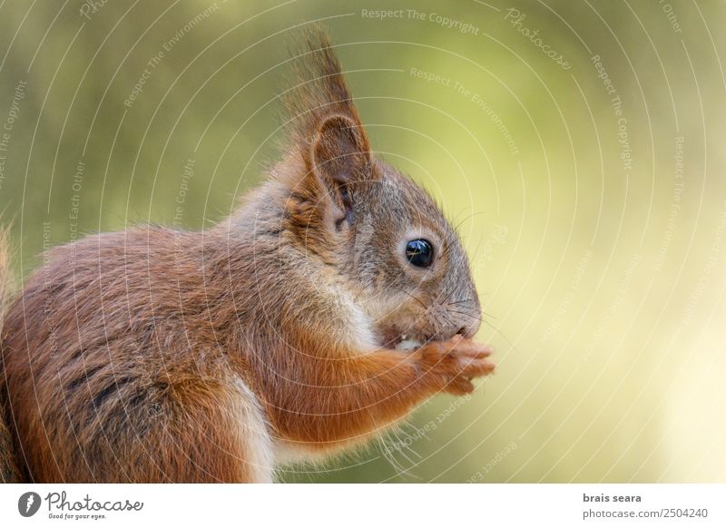 Red Squirrel. Science & Research Biology Environment Nature Animal Earth Forest Wild animal 1 Love of animals ardilla roja fauna Mammal Finland Europe European