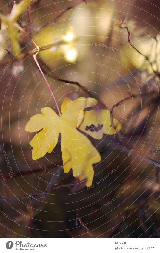 beautiful leaf Autumn Leaf Yellow Autumn leaves Autumnal Bushes Branch Twig Twigs and branches Colour photo Multicoloured Exterior shot Close-up Deserted