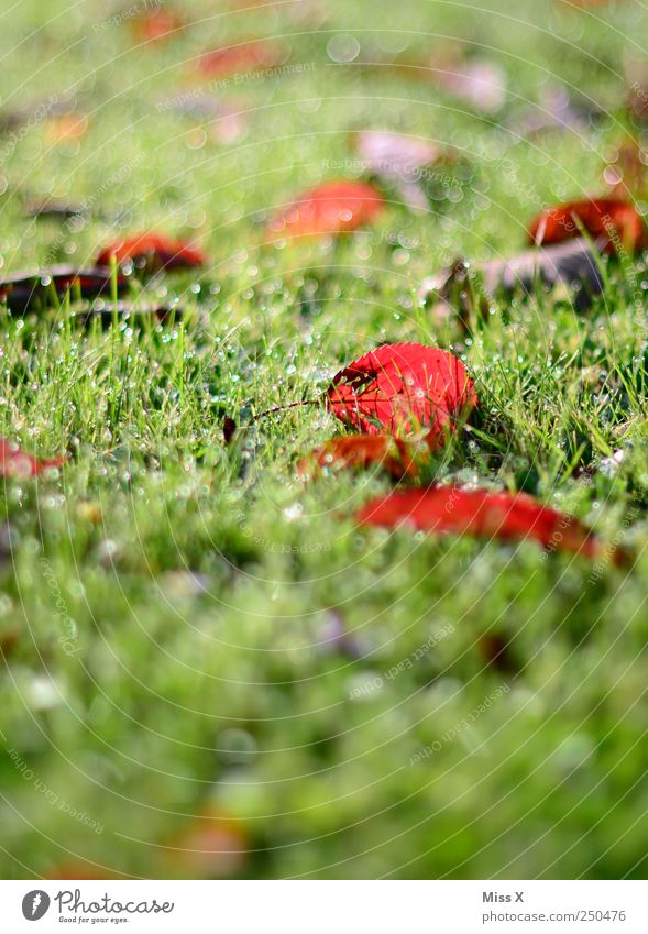 Early in the morning Nature Plant Grass Leaf Meadow Wet Red Dew Drops of water Rain Autumnal Autumnal colours Colour photo Multicoloured Exterior shot Close-up