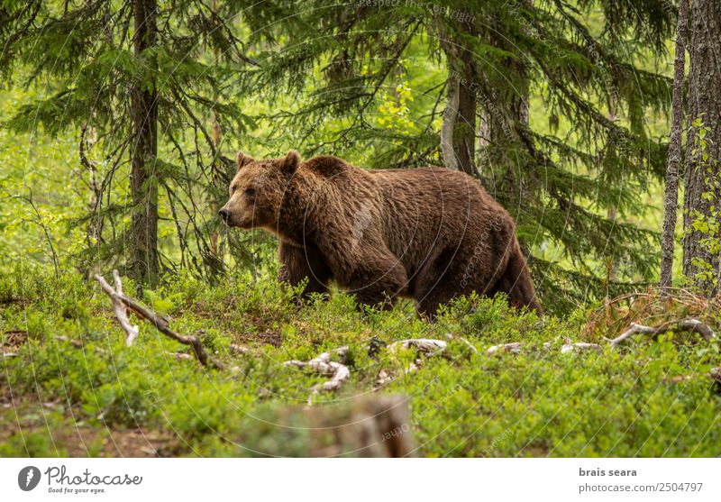 Brown Bear On Forest A Royalty Free Stock Photo From Photocase