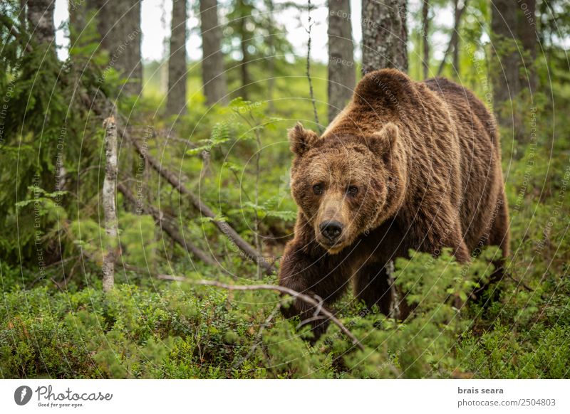 Brown Bear Vacation & Travel Adventure Science & Research Biology Hunter Environment Nature Animal Earth Plant Tree Forest Wild animal Brown bear 1