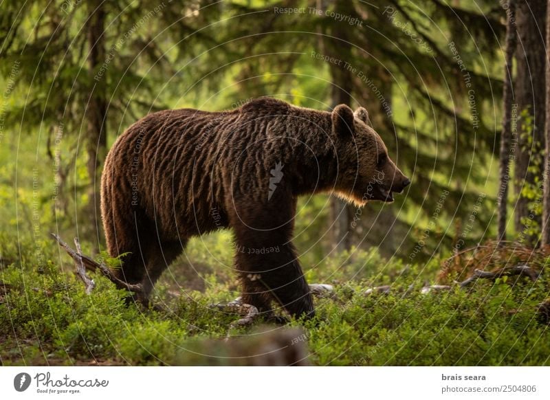 Brown bear on forest. Science & Research Biology Biologist Hunter Agriculture Forestry Environment Nature Animal Earth Tree Wild animal Bear 1 Love of animals