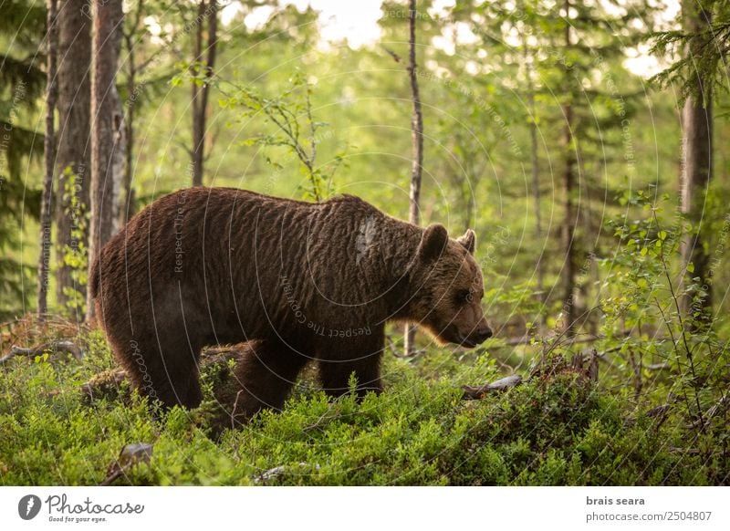 Brown Bear on forest. Vacation & Travel Science & Research Biology Biologist Hunter Environment Nature Animal Earth Tree Forest Finland Wild animal 1