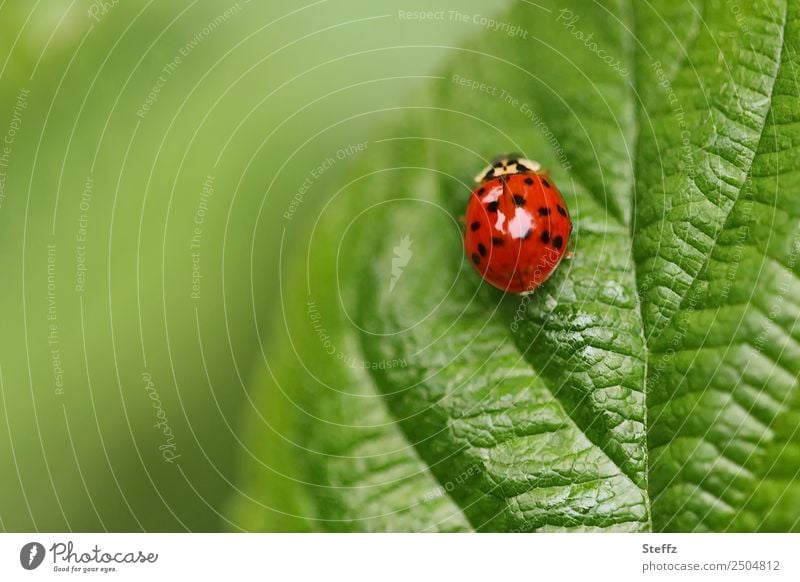Ladybug on a green leaf Ladybird Beetle lucky beetle Crawl Good luck charm symbol of luck strive for the top upstairs Upward Happy Idyll June Rachis Green Red