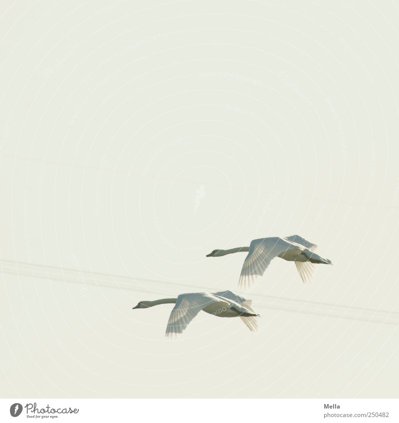 swan flight Environment Nature Animal Air Sky Bird Swan 2 Pair of animals Movement Flying Esthetic Free Together Bright Natural Elegant Freedom Wing Plumed