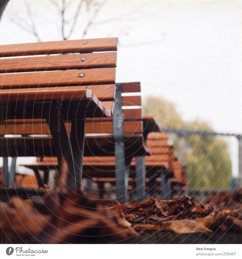 autumn Autumn Leaf Park Cold Gloomy Under Brown Calm Park bench Analog Bench Exterior shot Medium format Scan Day Shallow depth of field Worm's-eye view