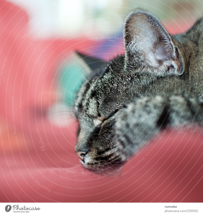Annie Animal Pet Cat 1 Sleep Gray Red Peaceful Serene Calm Indifferent Relaxation Colour photo Subdued colour Interior shot Copy Space left Copy Space bottom