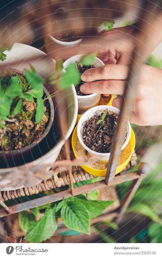 Woman hands planting seedlings in urban garden Vegetable Pot Life Leisure and hobbies House (Residential Structure) Garden Work and employment Gardening