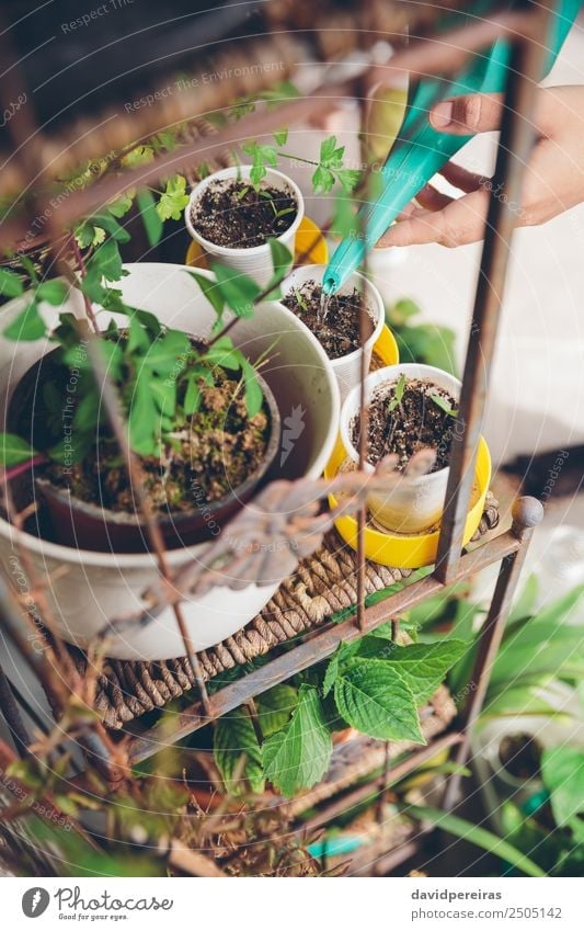 Woman hands watering seedlings in urban garden Vegetable Pot Leisure and hobbies House (Residential Structure) Garden Work and employment Gardening Human being