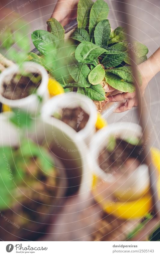 Woman hands gardening in a urban orchard Vegetable Pot Life Leisure and hobbies House (Residential Structure) Garden Work and employment Gardening Human being