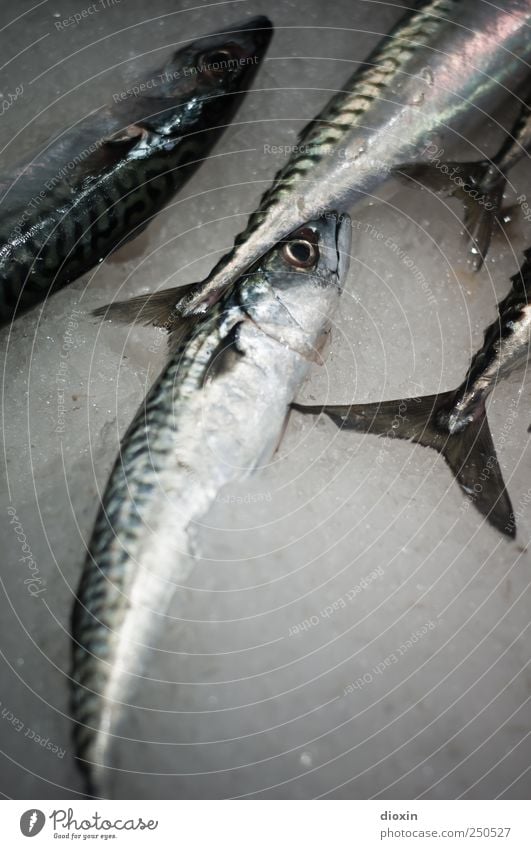 friday again Food Fish Nutrition Fish market Fishery Animal Dead animal Mackerel Group of animals Lie Cold Protein Fresh Ice Colour photo Interior shot Close-up