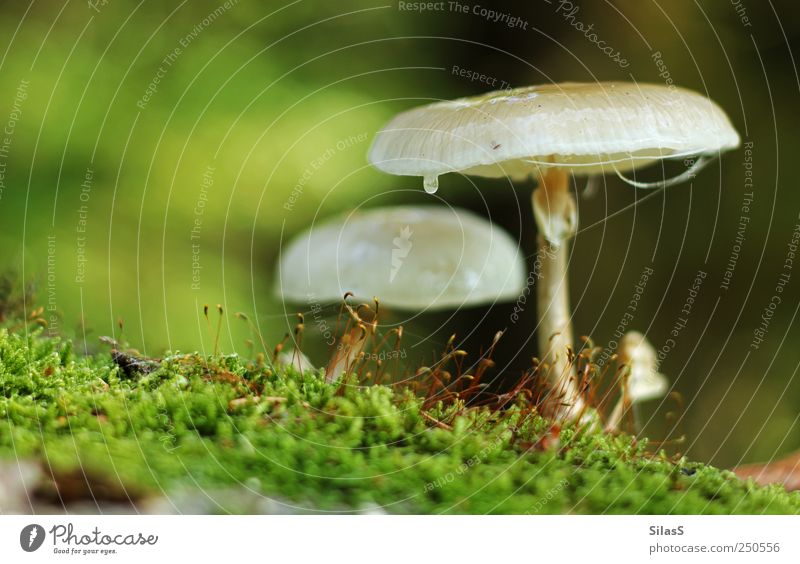 Forest mushrooms I Nature Mushroom Moss Brown Green Red White Colour photo Exterior shot Deserted Day Light Shallow depth of field
