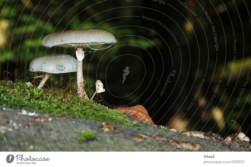 Forest mushrooms II Plant Moss Mushroom Brown Green Red Black White Colour photo Exterior shot Deserted Day Light Shallow depth of field