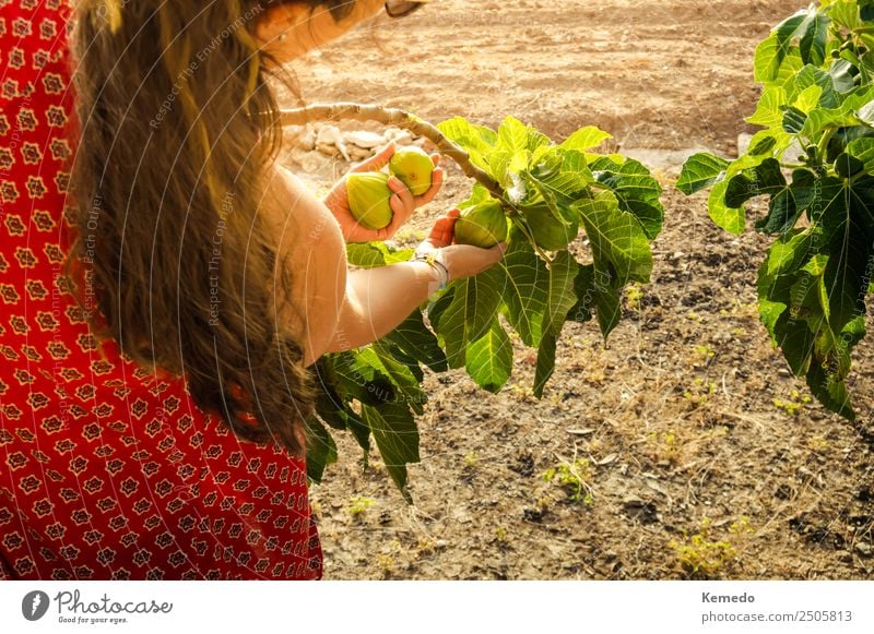 Young woman picking figs from the tree at sunset. Vegetable Fruit Lifestyle Leisure and hobbies Summer Sunbathing Garden Gardening Agriculture Forestry