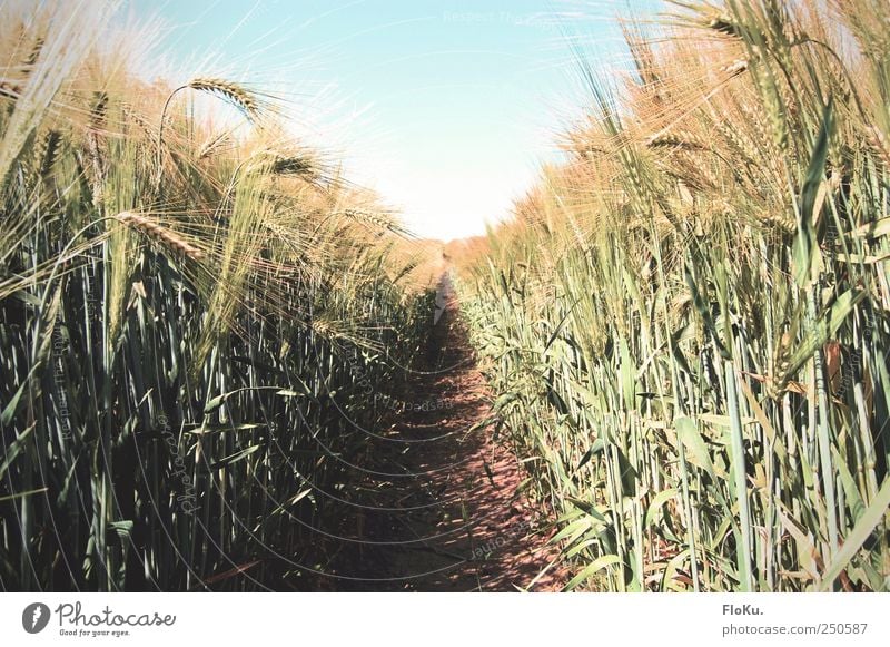 Aisle in the field Agriculture Forestry Environment Nature Landscape Plant Earth Sky Cloudless sky Sunlight Summer Beautiful weather Grass Leaf