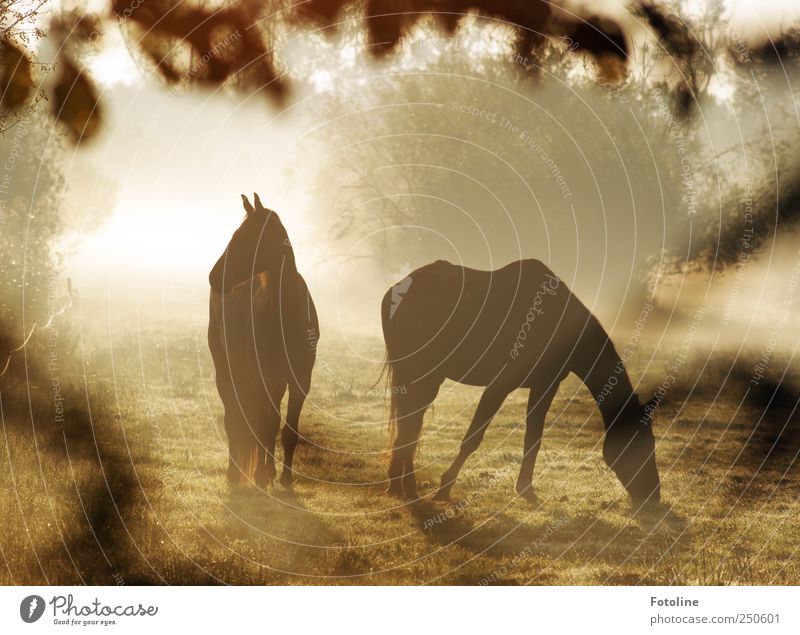 Horses in the fog Environment Nature Landscape Plant Animal Fog Grass Bushes Meadow 2 Pair of animals Bright Natural Colour photo Subdued colour Exterior shot