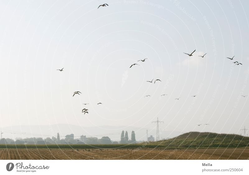 collection point Environment Landscape Field Animal Bird Goose Group of animals Flock Flying Free Natural Together Freedom Nature Far-off places Migratory bird