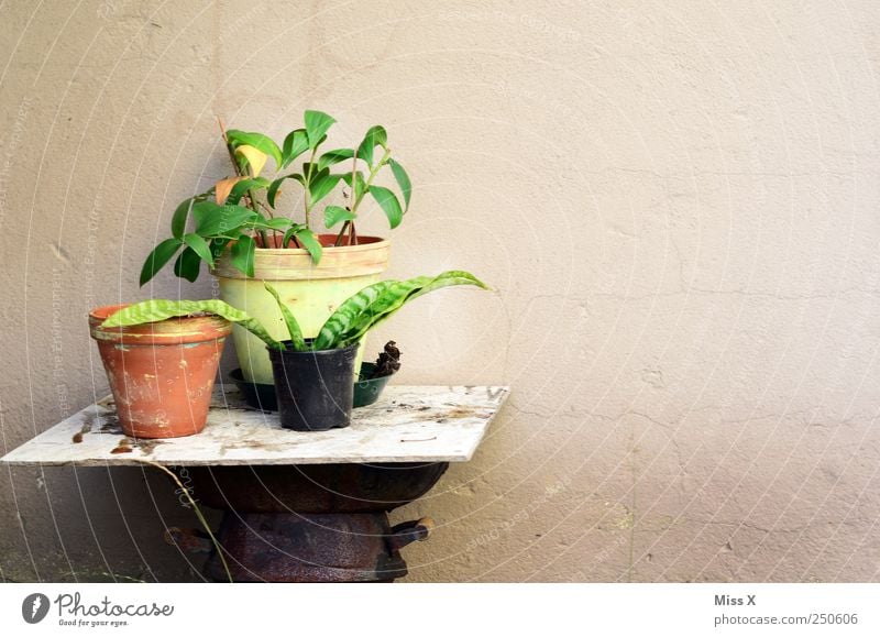 there is a little green Decoration Plant Flower Leaf Growth Shoot Germinate Pot plant Flowerpot Table Old repot Colour photo Deserted Copy Space right