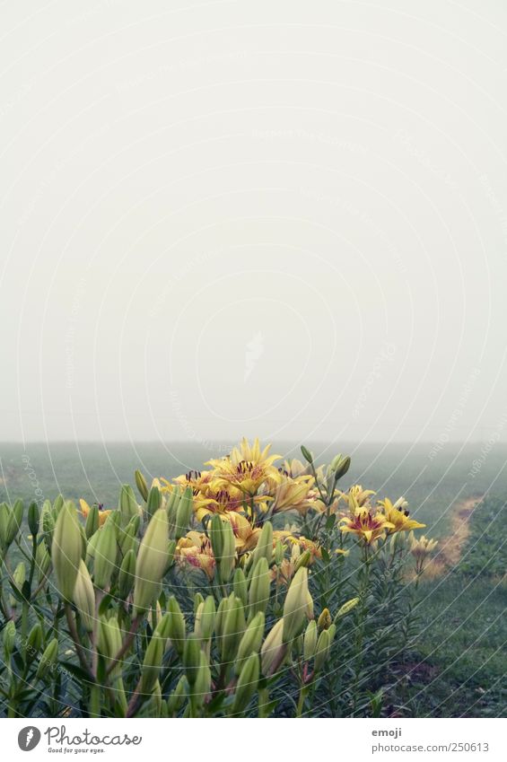Flowers to cut yourself Environment Nature Landscape Plant Sky Autumn Bad weather Fog Field Natural Yellow Green Haze Gloomy Pick Sowing Far-off places Empty