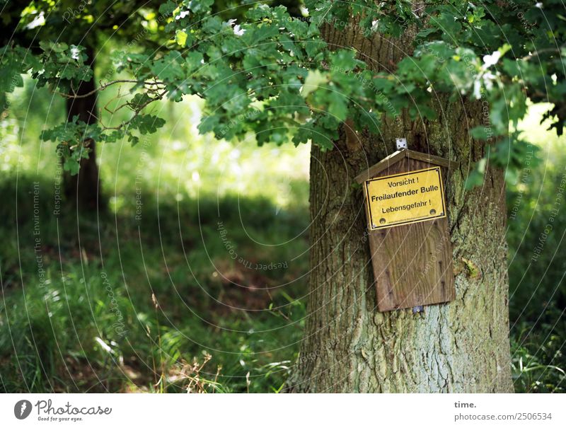 adrenaline rush Summer Beautiful weather Tree Forest Characters Signs and labeling Signage Warning sign Self-confident Cool (slang) Safety Protection Life Fear