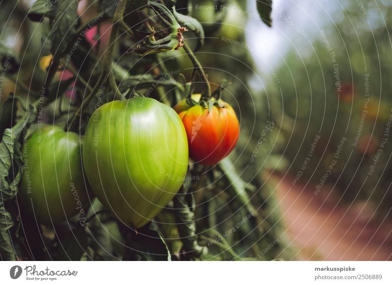 Organic tomatoes in a greenhouse Vegetable Organic produce Vegetarian diet Diet Slow food Sustainability organic harvest agriculture bloom breed breeding