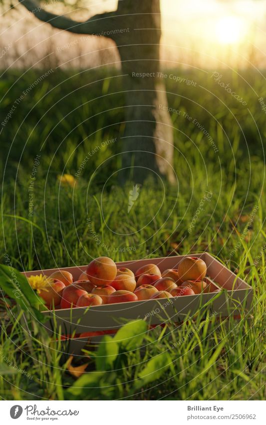 apple harvest Apple Lifestyle Summer Nature Tree Grass Garden Meadow Simple Fresh Healthy Red To enjoy Stagnating Sunset Fruit Harvest Agriculture Crate Mature