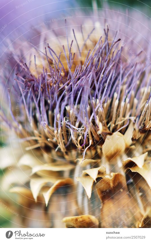hairy and prickly Flower Plant Garden Gardening Nature Exterior shot Warmth Summer Close-up Violet Hairy