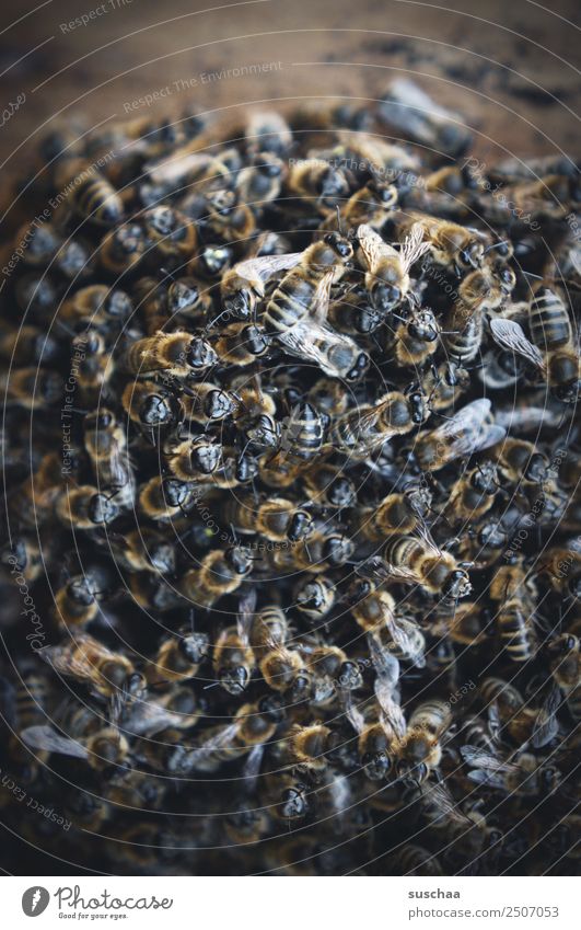 a lot of bees Bee Honey bee bee nest Beehive Bee-keeper Nature Farm animal Insect bee deaths bee colony Environmental protection ecological balance Agriculture