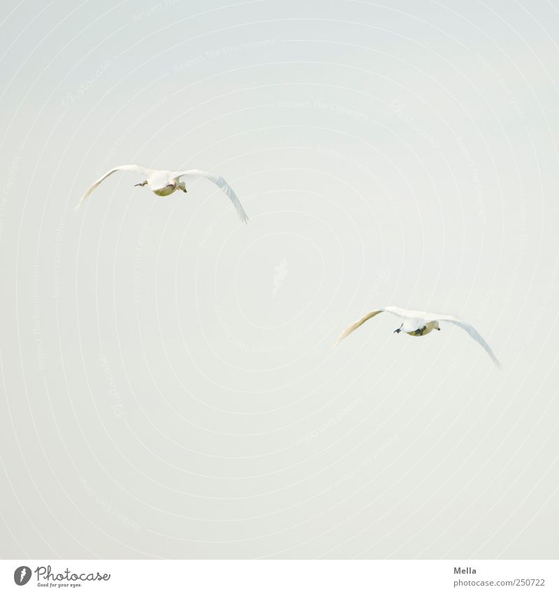 fort Environment Nature Animal Air Bird Swan 2 Pair of animals Flying Free Together Natural Agreed Loyalty Esthetic Movement Freedom Colour photo Exterior shot
