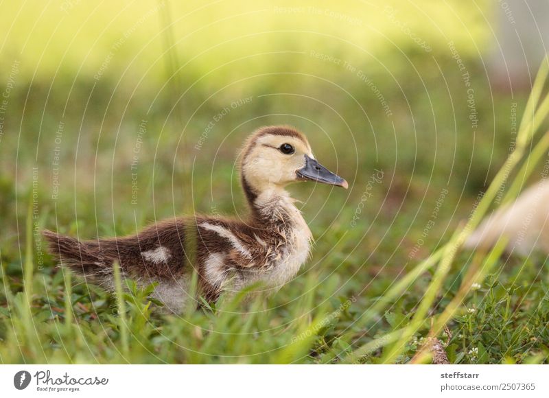 Yellow Baby Muscovy ducklings Cairina moschata Summer Mother Adults Family & Relations Nature Animal Grass Pond Farm animal Wild animal Bird 1 Baby animal Cute