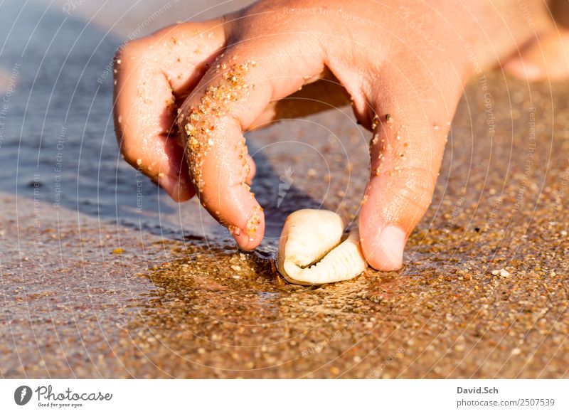 Child's hand reaches for a cowrie shell on the beach Leisure and hobbies Vacation & Travel Beach Hand Fingers 1 Human being 13 - 18 years Youth (Young adults)