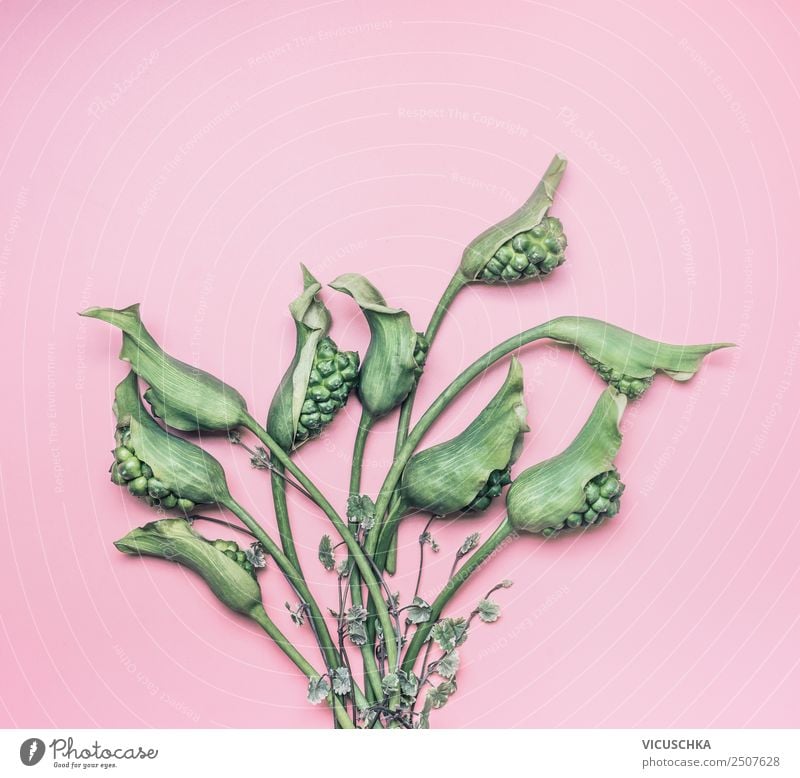 Green tropical flowers bundles on pink background Style Design Summer Table Nature Plant Flower Pink Calla Background picture Bundle Foliage plant Exotic