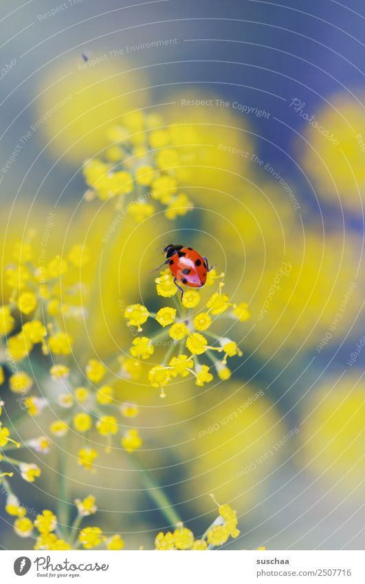 who likes a suschaa lucky beetle? Flower Blossom Nature Exterior shot Plant herbaceous Dill Beautiful Insect Beetle Good luck charm Ladybird Yellow
