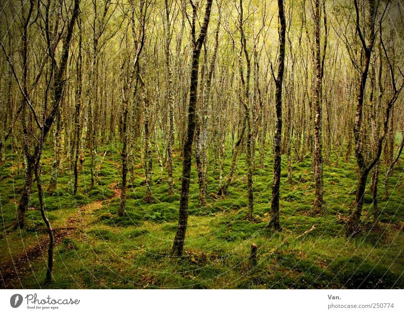 Irish forest Harmonious Calm Vacation & Travel Environment Nature Earth Tree Grass Moss Birch tree Forest Ireland Lanes & trails Wood Illuminate Growth