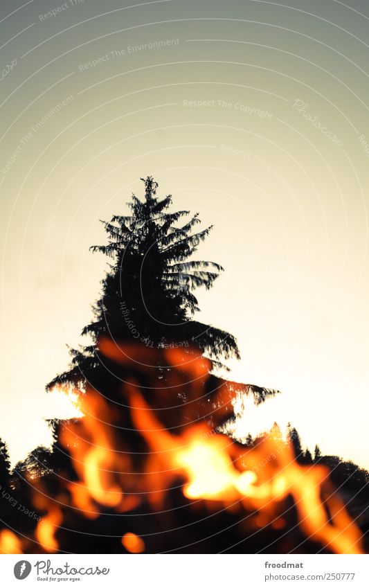 burn after reading Nature Fire Tree Relaxation Dream Threat Hot Warmth Exhaustion Fireplace Camp fire atmosphere Fir tree Evening Burn Break Forest fire