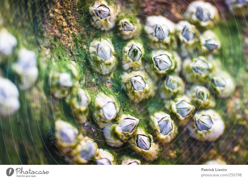 sea creatures Environment Nature Plant Climate Coast Ocean Break water Growth Algae Decompose Old Colour photo Subdued colour Exterior shot Close-up Detail