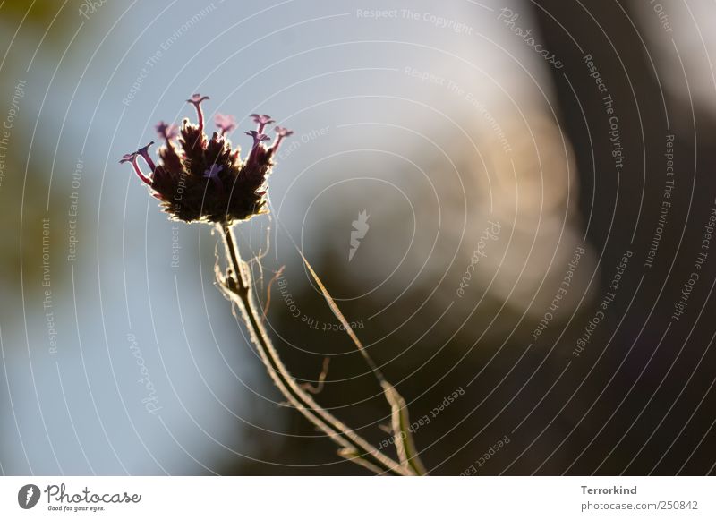 [CHAMANSÜLZ 2011] mini.world Plant Flower Garden Light Spider's web Blossom Violet Multicoloured Delicate Caresses Smooth Dawn Sunrise hallotag Colour