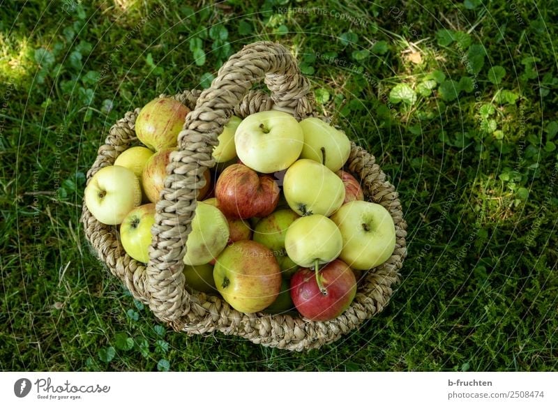Fruit orchard - Basket with apples Picnic Organic produce Vegetarian diet Summer Grass Garden Meadow Fresh Healthy Apple Fruittree meadow Collection Harvest