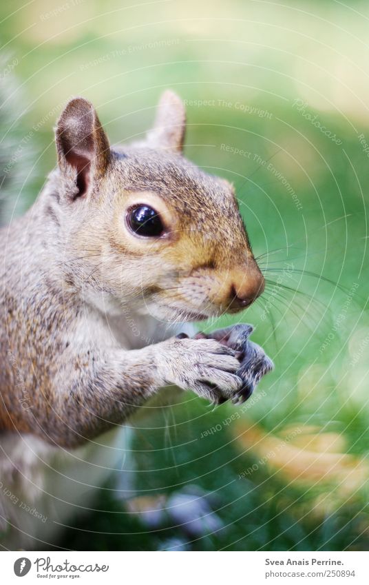 sweeti. Nature Beautiful weather Meadow Animal Wild animal Animal face Pelt Claw Squirrel 1 To hold on Curiosity To feed Colour photo Exterior shot