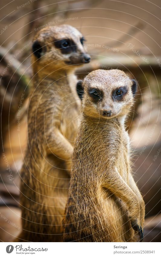 twosome Animal Wild animal Animal face Claw Paw Zoo 2 Group of animals Pair of animals To feed Looking Meerkat Colour photo Subdued colour Multicoloured