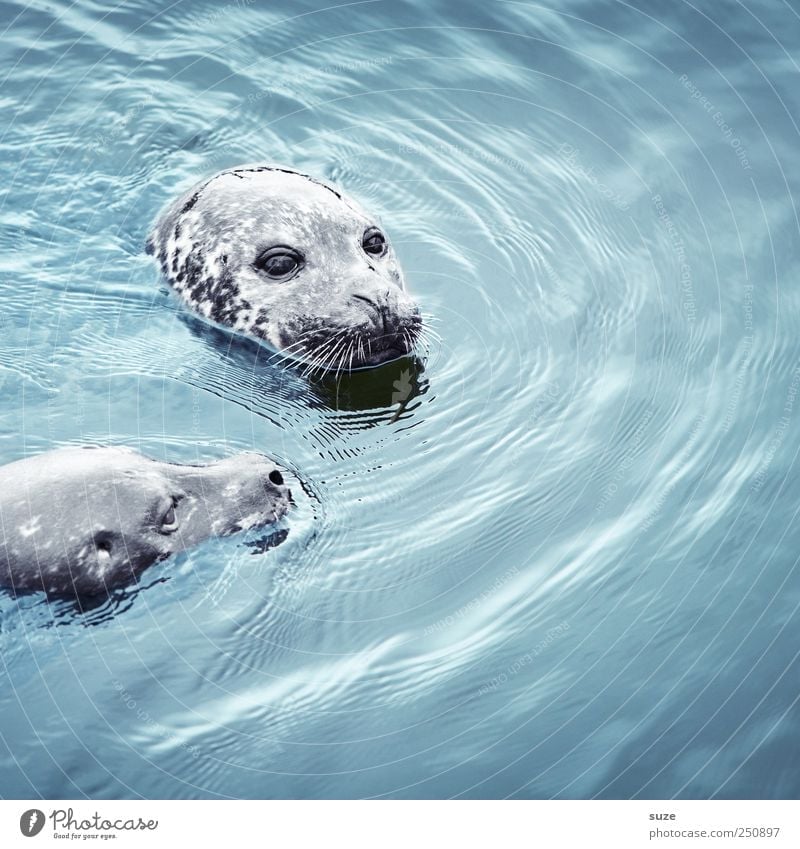 double head Swimming & Bathing Ocean Waves Nature Animal Water Wild animal Animal face 2 Pair of animals Observe Curiosity Cute Blue Seals Harbour seal Head