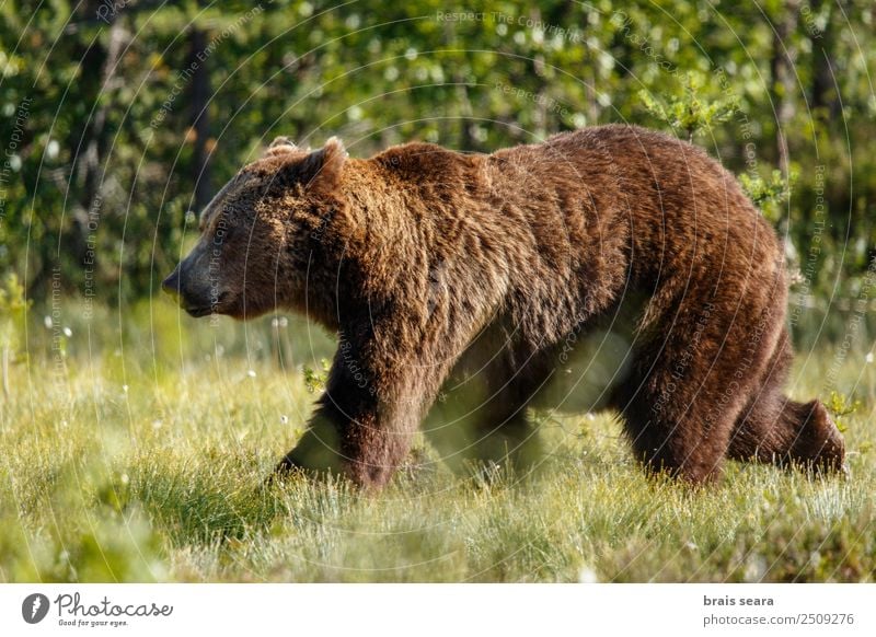 Brown Bear Science & Research Biology Hunter Environment Nature Animal Earth Field Wild animal Brown bear 1 Love of animals Serene oso pardo Grizzly wildlife