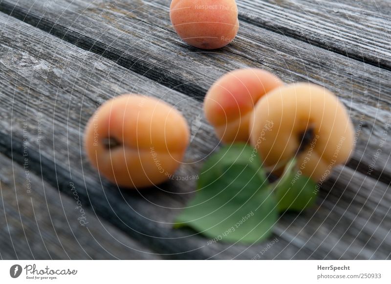 Late fruits Fruit Wood Fresh Healthy Apricot Harvest Black & white photo Exterior shot Close-up Shallow depth of field