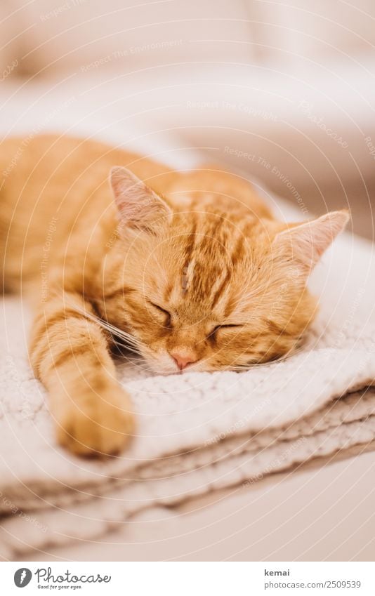 have a nap Lifestyle Harmonious Well-being Contentment Senses Relaxation Calm Leisure and hobbies Living or residing Flat (apartment) Living room Animal Pet Cat