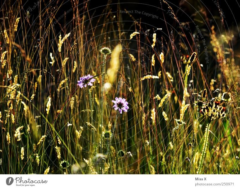 summer meadow Nature Plant Summer Beautiful weather Flower Grass Bushes Leaf Blossom Wild plant Meadow Blossoming Fragrance Illuminate Growth Bright